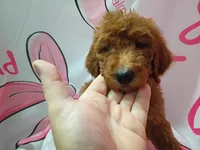 Gregory , a male Poodle - Standard  for sale in Bronson, FL – 3 of 4