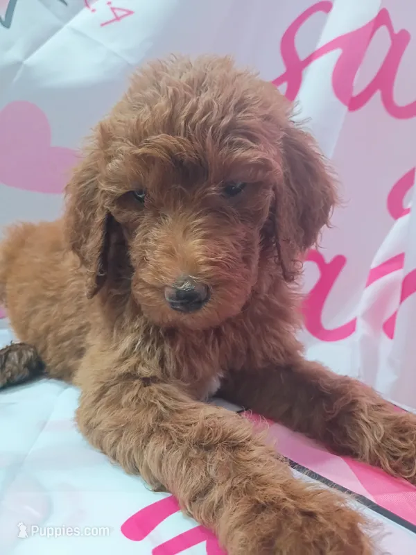 Darla  – Poodle - Standard  puppy for sale in Bronson, FL