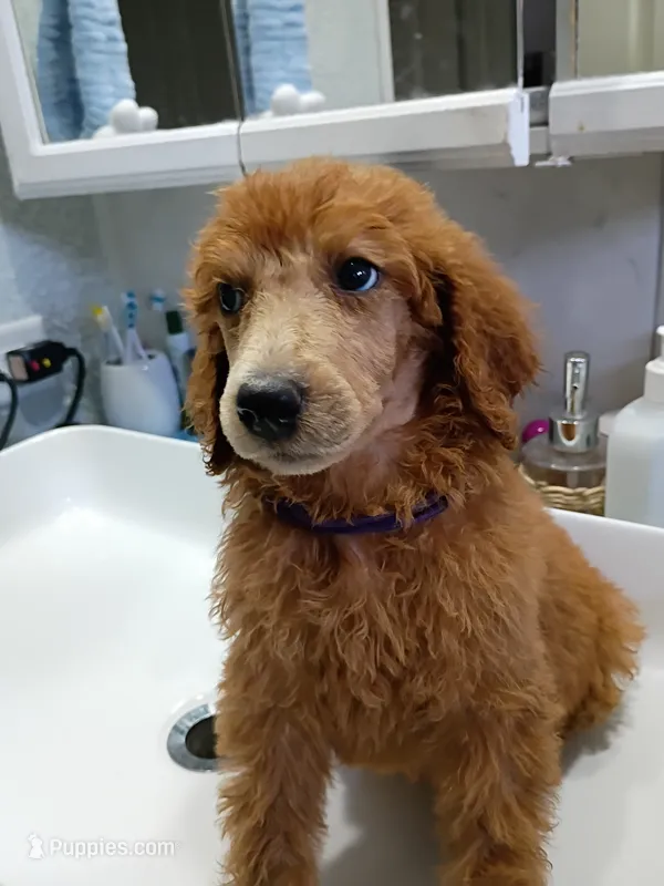 Lucy – Poodle - Standard  puppy for sale in Bronson, FL