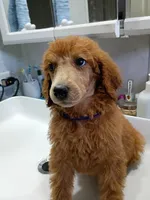 Lucy, a male Poodle - Standard  for sale in Bronson, FL – 2 of 5
