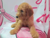 Goldy, a female Poodle - Standard  for sale in Bronson, FL – 3 of 5