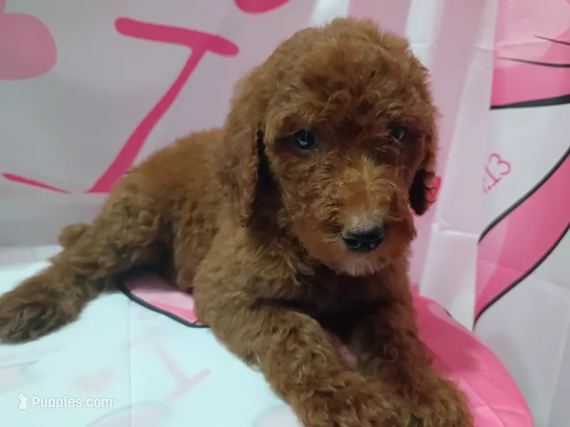 Luna  – Poodle - Standard  puppy for sale in Bronson, FL