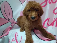 Daisy, a female Poodle - Standard  for sale in Bronson, FL – 2 of 4