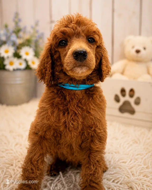 Luna  – Poodle - Standard  puppy for sale in Bronson, FL