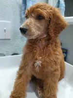 Bono, a male Poodle - Standard  for sale in Bronson, FL – 2 of 9