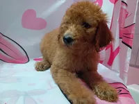 Sheeba , a female Poodle - Standard  for sale in Bronson, FL – 2 of 5