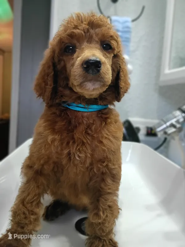 Luna  – Poodle - Standard  puppy for sale in Bronson, FL
