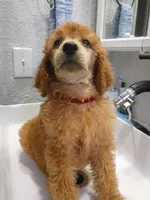 Sheeba , a female Poodle - Standard  for sale in Bronson, FL – 4 of 8