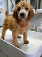 Matilda , a female Poodle - Standard  for sale in Bronson, FL – 3 of 3