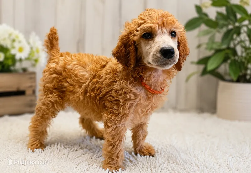 Matilda  – Poodle - Standard  puppy for sale in Bronson, FL