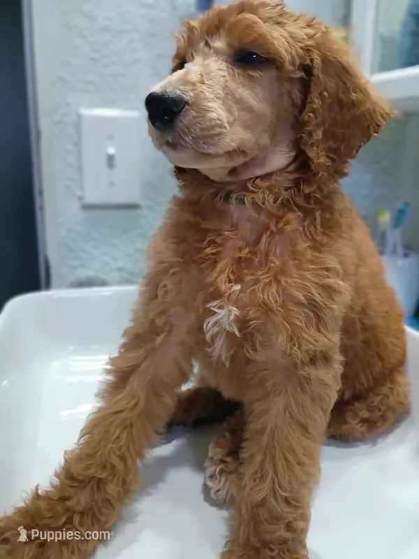 Bono – Poodle - Standard  puppy for sale in Bronson, FL