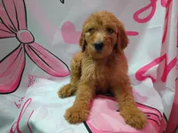 Goldy, a female Poodle - Standard  for sale in Bronson, FL – 4 of 5