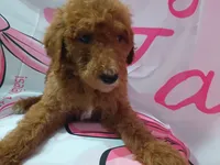 Bono, a male Poodle - Standard  for sale in Bronson, FL – 4 of 4