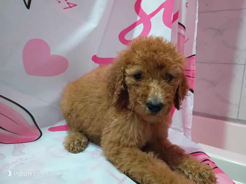 Sheeba  – Poodle - Standard  puppy for sale in Bronson, FL