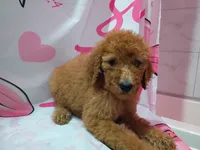 Sheeba , a female Poodle - Standard  for sale in Bronson, FL – 1 of 5