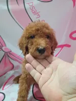 Bono, a male Poodle - Standard  for sale in Bronson, FL – 3 of 4