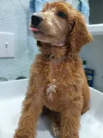 Bono, a male Poodle - Standard  for sale in Bronson, FL – 5 of 9