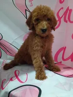 Lucy, a male Poodle - Standard  for sale in Bronson, FL – 2 of 5
