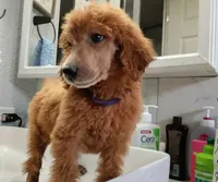 Lucy, a male Poodle - Standard  for sale in Bronson, FL – 3 of 5