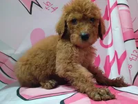 Duke, a male Poodle - Standard  for sale in Bronson, FL – 4 of 5