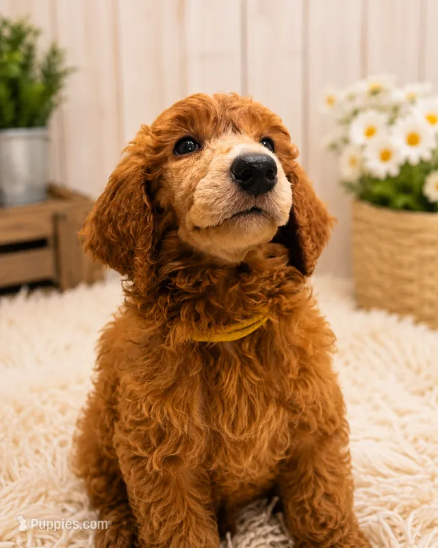 Daisy – Poodle - Standard  puppy for sale in Bronson, FL