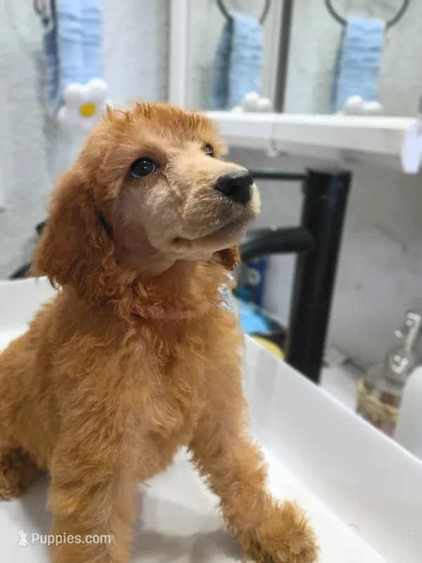 Harper – Poodle - Standard  puppy for sale in Bronson, FL