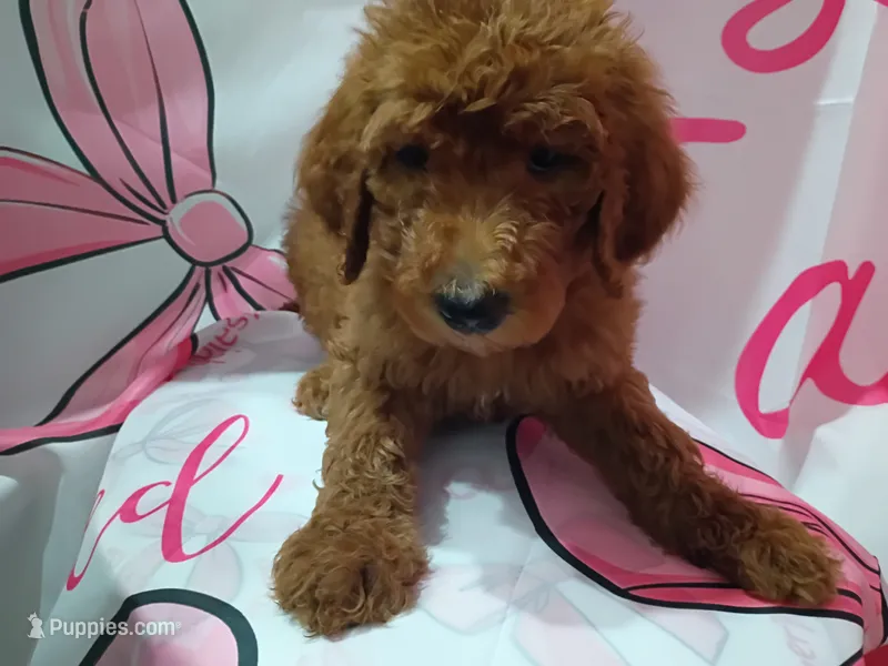 Gregory  – Poodle - Standard  puppy for sale in Bronson, FL