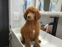 Darla , a female Poodle - Standard  for sale in Bronson, FL – 3 of 5