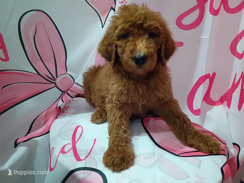 Daisy – Poodle - Standard  puppy for sale in Bronson, FL