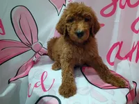 Daisy, a female Poodle - Standard  for sale in Bronson, FL – 1 of 4