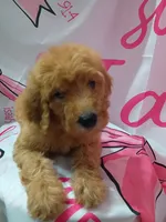 Matilda , a female Poodle - Standard  for sale in Bronson, FL – 3 of 5