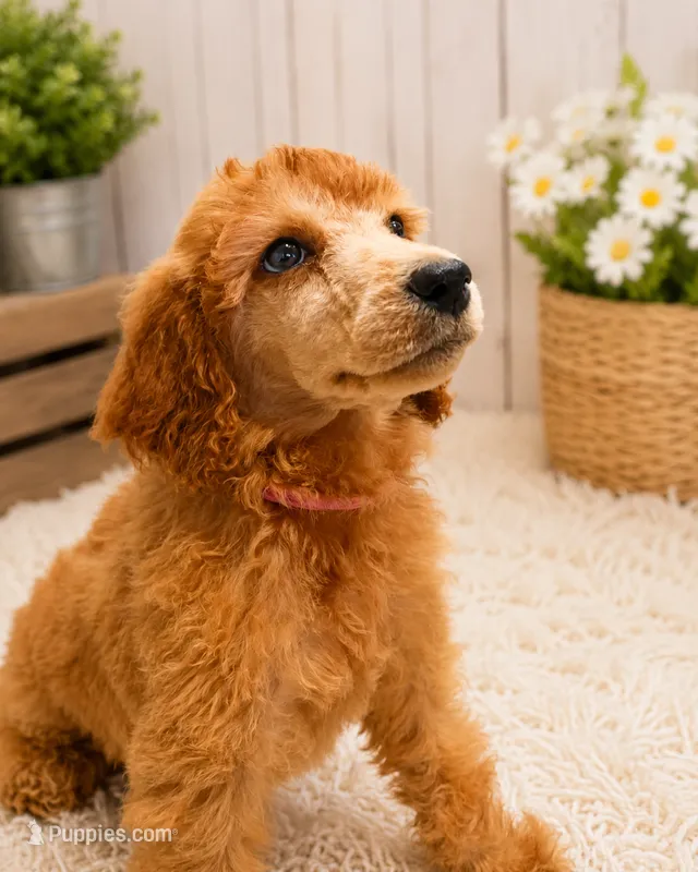 Harper – Poodle - Standard  puppy for sale in Bronson, FL
