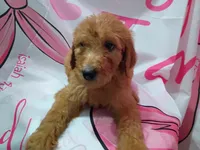 Goldy, a female Poodle - Standard  for sale in Bronson, FL – 5 of 5