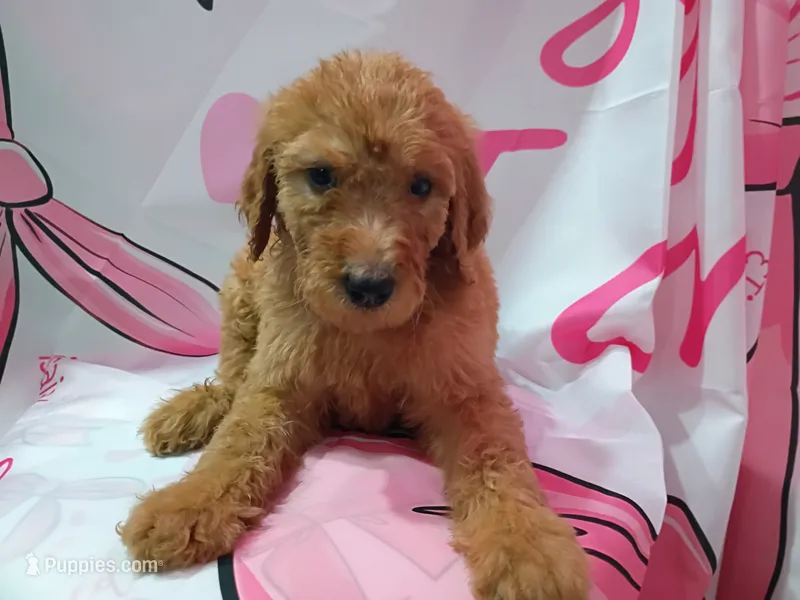 Goldy – Poodle - Standard  puppy for sale in Bronson, FL