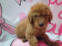 Duke, a male Poodle - Standard  for sale in Bronson, FL – 5 of 5