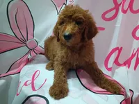 Gregory , a male Poodle - Standard  for sale in Bronson, FL – 2 of 4