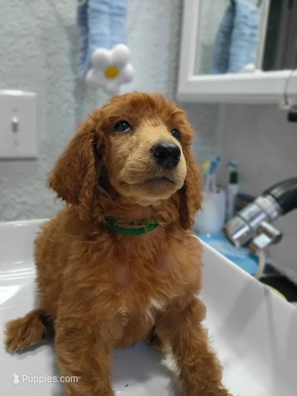 Gregory  – Poodle - Standard  puppy for sale in Bronson, FL