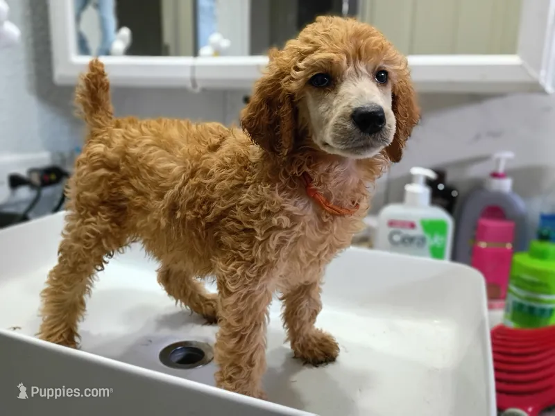 Matilda  – Poodle - Standard  puppy for sale in Bronson, FL