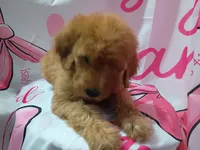 Matilda , a female Poodle - Standard  for sale in Bronson, FL – 2 of 5