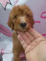 Harper, a female Poodle - Standard  for sale in Bronson, FL – 3 of 3