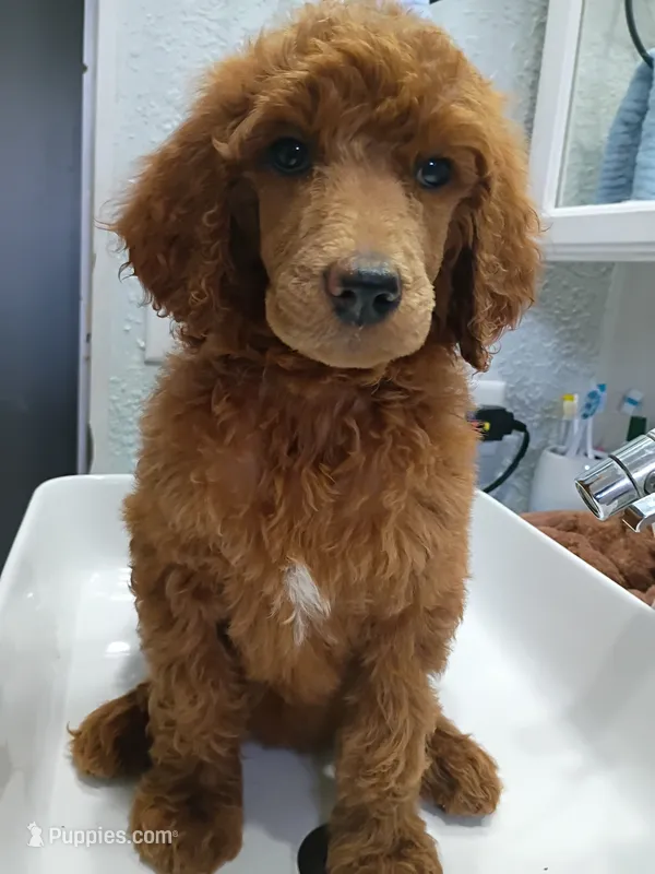 Darla  – Poodle - Standard  puppy for sale in Bronson, FL