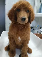 Darla , a female Poodle - Standard  for sale in Bronson, FL – 2 of 5