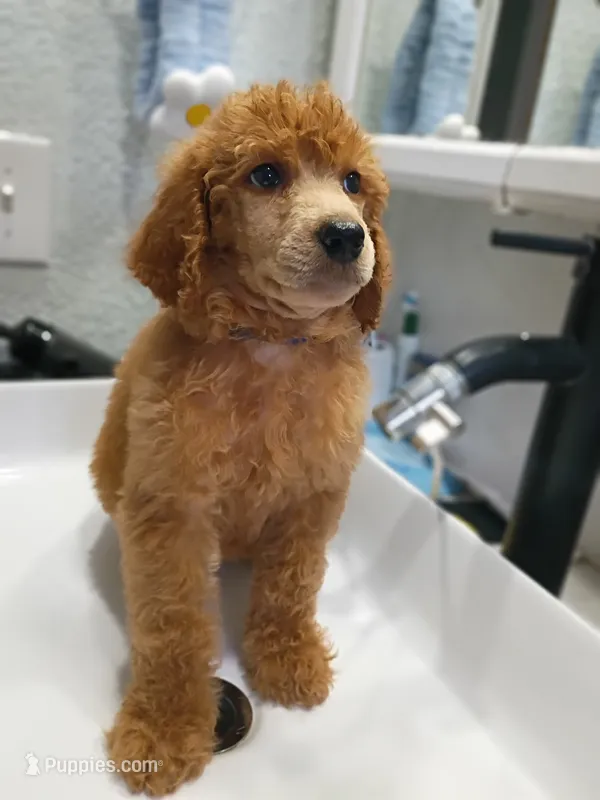 Duke – Poodle - Standard  puppy for sale in Bronson, FL