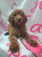Darla , a female Poodle - Standard  for sale in Bronson, FL – 5 of 5