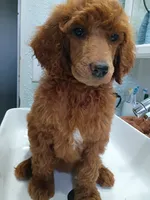 Darla , a female Poodle - Standard  for sale in Bronson, FL – 5 of 5