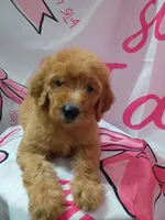 Matilda , a female Poodle - Standard  for sale in Bronson, FL – 5 of 5