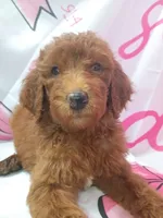 Darla , a female Poodle - Standard  for sale in Bronson, FL – 4 of 5