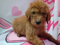 Duke, a male Poodle - Standard  for sale in Bronson, FL – 2 of 5