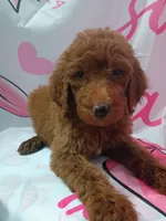Darla , a female Poodle - Standard  for sale in Bronson, FL – 2 of 5