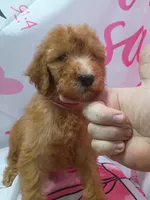 Harper, a female Poodle - Standard  for sale in Bronson, FL – 2 of 3